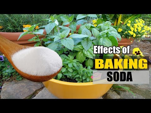 Effects of Sodium Bicarbonate (Baking Soda) On Your Garden Plants