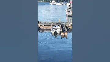 Seal Nanaimo Island BC Canada 