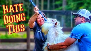 We HATE Doing This To The Goats BUT Is There Another Way! (Copper Bolus)