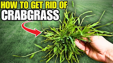 I Tested 3 Crabgrass Controls… Only ONE Actually Worked!