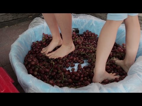 Pressing Grapes the Ancient Way