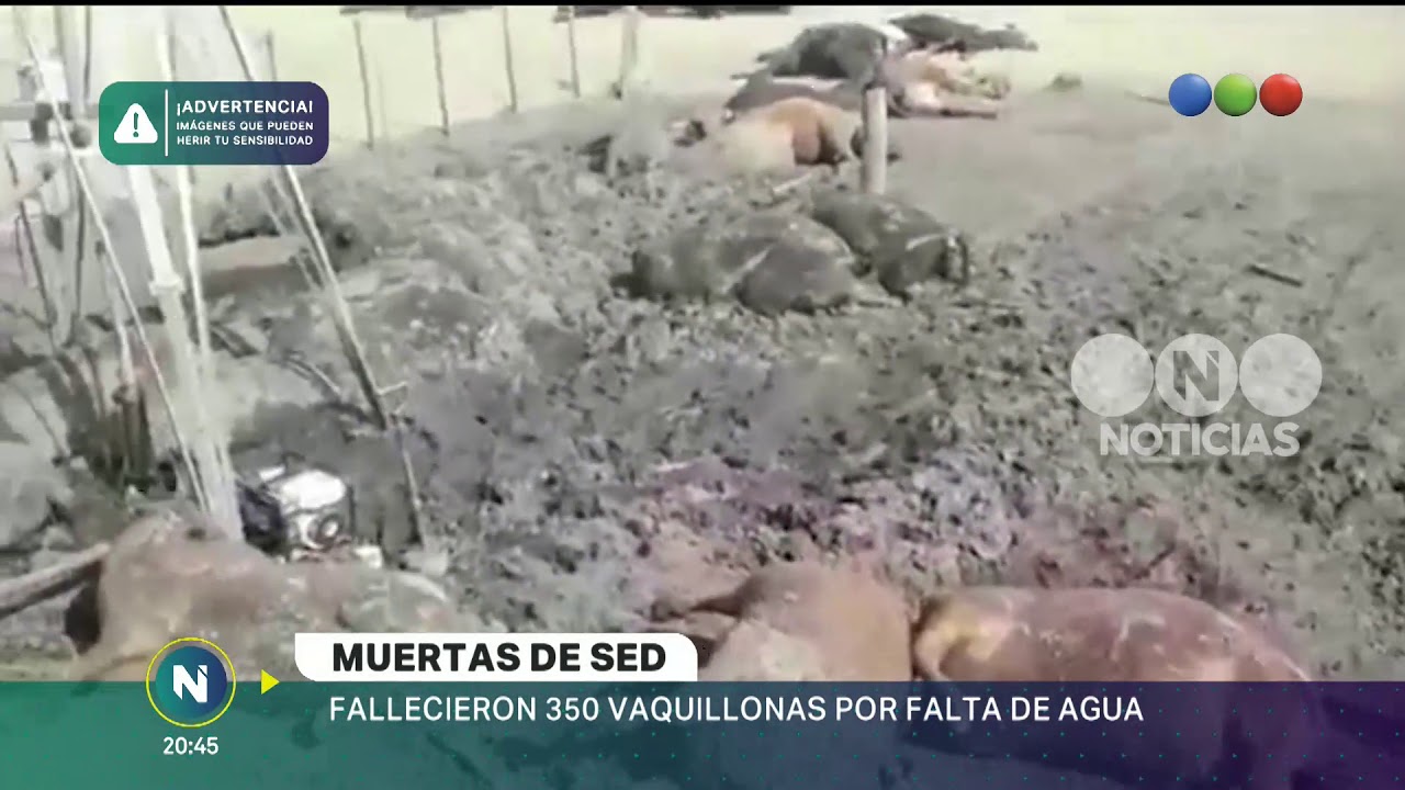 Muertas de sed - Telefe Noticias buenos aires palermo
