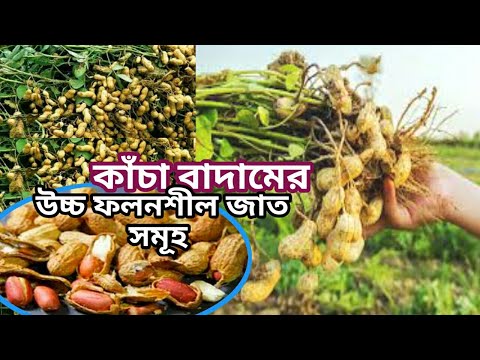 ভিডিও: চিনাবাদাম গাছের জাত - চিনাবাদামের বিভিন্ন প্রকার কী কী