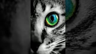 Alan Walker- Baby Don't Go