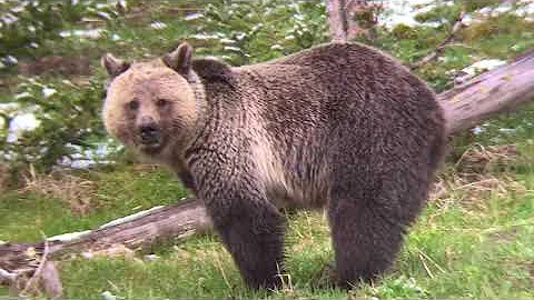 BrushBuck Wildlife Sightings: Grizzlies and Cubs, Yellowstone N.P.