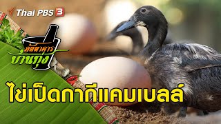 ไข่เป็ดกากีแคมเบลล์ : ภัตตาคารบ้านทุ่ง