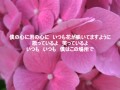 SAKURA - 175R  ※歌詞つき