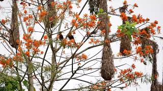 Russet-Backed Oropendola Psarocolius Angustifrons - Reserva Comunal Amarakaeri Peru 1-10-2019
