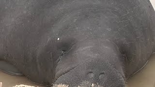 Beached manatee rescued in Volusia