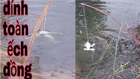 ếch đồng| bắt nhái cấm câu cá lóc| cái kết dính toàn ếch đồng/hoang anh vlog