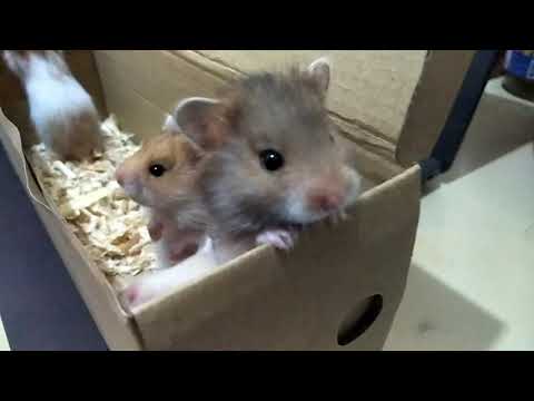 Video: Hamster Hididan Qanday Qutulish Mumkin