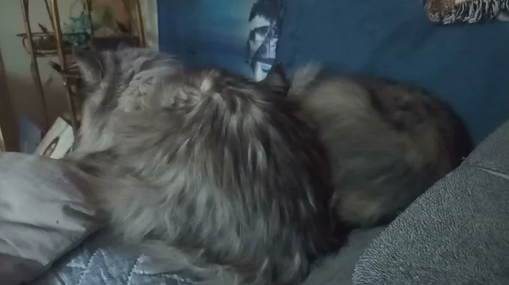 Watch the video about Maine Coon Cat Brothers Sleeping ASMR Relaxing Sound