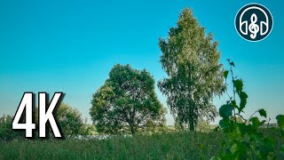 Morning singing of an common Nightingale for stress relief, relaxation, meditation by Музыка Живой Природы 1,359 views 13 days ago 1 hour, 4 minutes