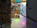 Ranking Animal Moments Clips Funny #short