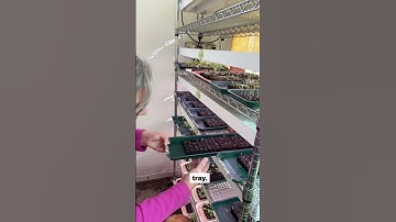 Comment BLOCKER and I’ll DM the link to the soil blocking tools, course, and yes those green