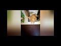 Rescued Kitten (Scarlett and Peachy) Video5