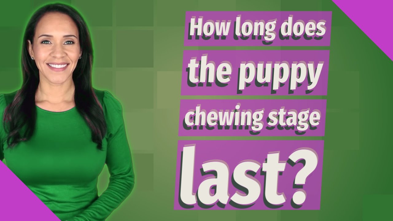 How Long Does The Puppy Chewing Stage Last YouTube how-long-does-the-puppy-chewing-stage-last-youtube