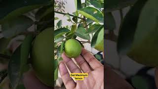 How to get maximum lemon from lemon plant shorts