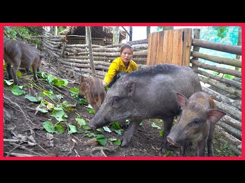 Video: Kohlrabi Sa Hardin - Gaano Katagal Maghintay Para sa Pag-aani ng Kohlrabi