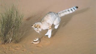 This Is Why SAND CAT Is The King Of The Desert, Poisonous Snakes Against The Desert Cat