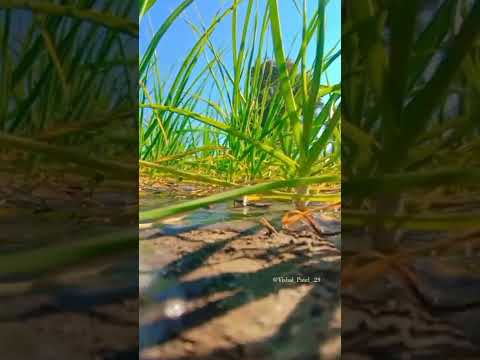 Farmer Life Desi Zamindar Vairal Video Trendingyoutube Support For Farmer 