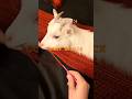 Goat attack