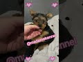 #yorkshireterrier #yorkshire #veterinária #criadora #felizdiadasmães