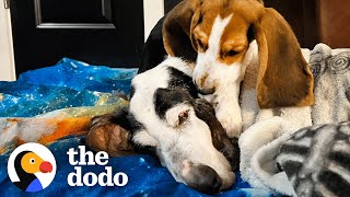 Puppy Won't Let Senior Rescue Dog Sleep Alone | The Dodo Foster Diaries