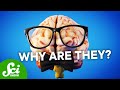 Understanding Human Brain Evolution