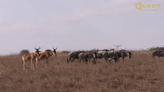 Maasai Mara WILDEBEEST MIGRATION | The Greatest Show on Earth
