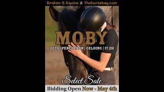 Moby | Percheron Cross for Sale | Gentle Giant, Beginner-Friendly