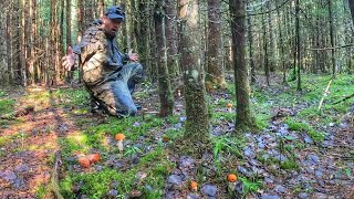 видео: ГРИБНИК ЗАБРАЛСЯ В ЕЛЬНИК И НАКОЛОТИЛ КУЧУ ГРИБОВ | ПОДОСИНОВИКИ НАЧАЛИ ЗАХВАТЫВАТЬ ЛЕС | ГРИБЫ 2025 картинка: ГРИБНИК ЗАБРАЛСЯ В ЕЛЬНИК И НАКОЛОТИЛ КУЧУ ГРИБОВ | ПОДОСИНОВИКИ НАЧАЛИ ЗАХВАТЫВАТЬ ЛЕС | ГРИБЫ 2025