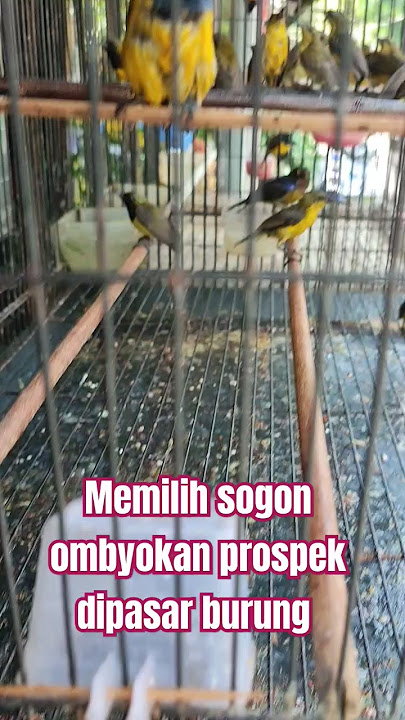 Memilih sogon ombyokan prospek di kios burung. @kukilabird