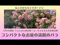 《お庭訪問＊ふーちゃん邸／コンパクトなお庭でもここまでできる！手入れの行き届いた美しいバラのお庭》最もキレイな時に撮影させていただきました！／鉢バラ中心のバラのお庭