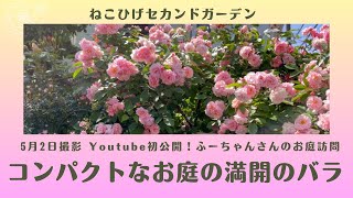 《お庭訪問＊ふーちゃん邸／コンパクトなお庭でもここまでできる！手入れの行き届いた美しいバラのお庭》最もキレイな時に撮影させていただきました！／鉢バラ中心のバラのお庭