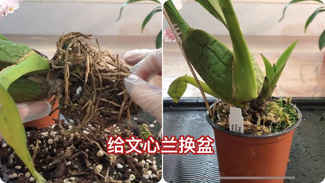 怎样给文心兰换盆，需掌握好换盆时机