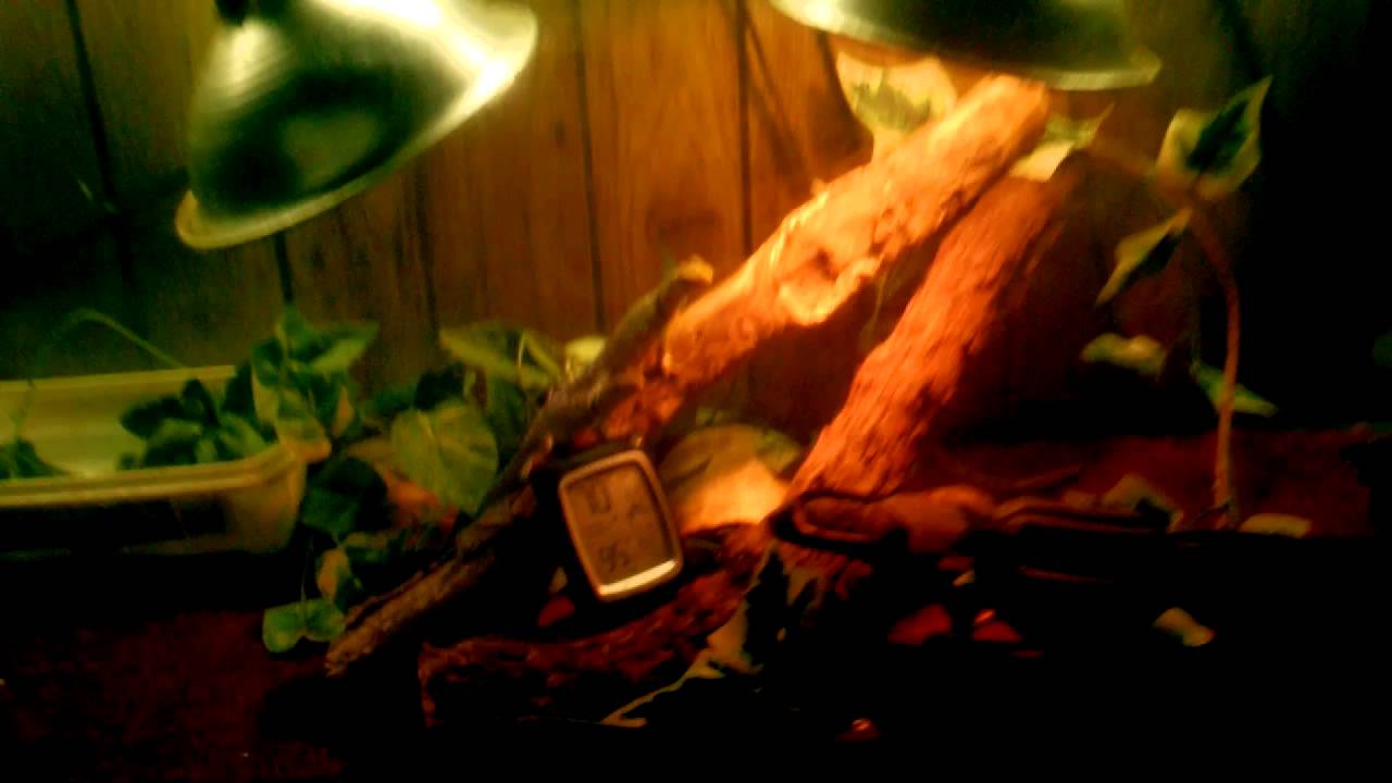 My Collard Lizards get a new heat lamp YouTube