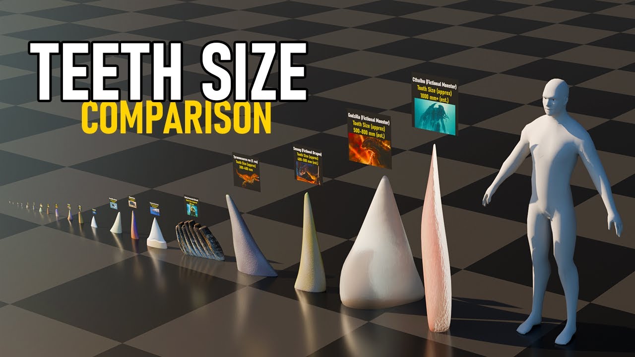 Tooth Size Full Teeth Size Comparison | 2024 - YouTube