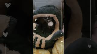 적응잘하는 봄이 ~^^#유기묘 #고양이 #아우토모토스