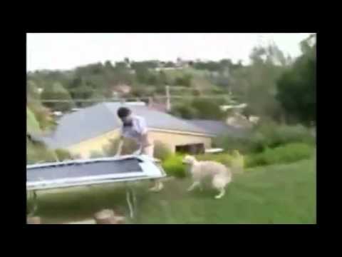 Bild från Studsmatta + hund = FAIL!