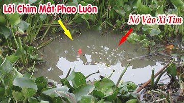 Câu Cá Ổ , Bất Ngờ Con Cá Trê Khủng Vào Xì Tim Rồi Lôi Chìm Lút Phao Luôn