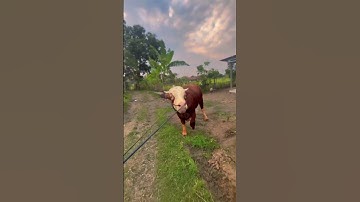 Sapi limosin sapi brahman sapi simental sapi madura sapi bali #shorts #sapi