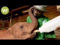 Orphan elephants rescued at the David Sheldrick Wildlife Trust (Nairobi, Kenya)