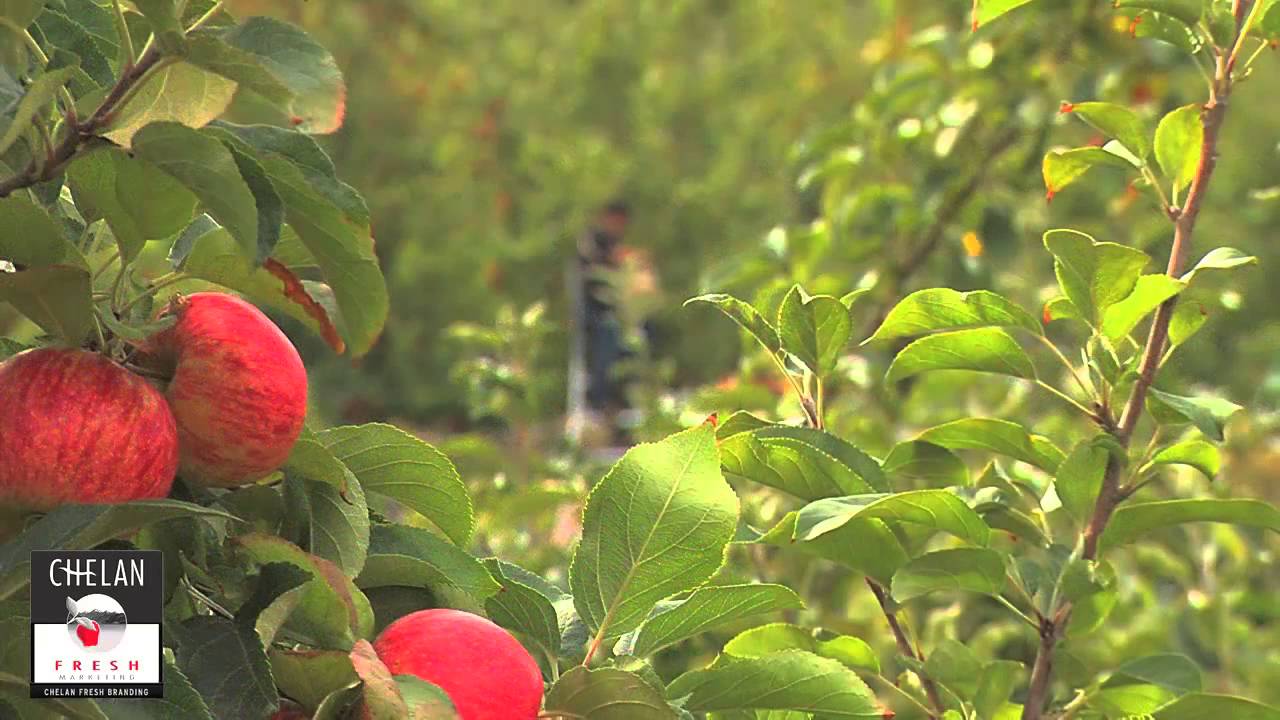 The Curse of the Honeycrisp Apple - Bloomberg