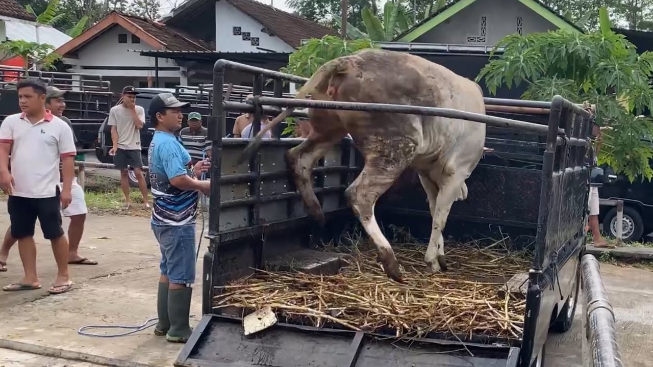 SEREM SAPI NGAMUK KELUARKAN JURUS TENDANGAN MAUT PALANG BESI TERLEMPAR