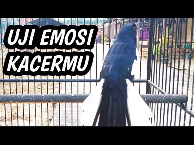 KACER GACOR FULL ISIAN MEWAH || Kacer Konslet Untuk Menguji Mental Emosi Kacer Agar Stabil Emosi class=