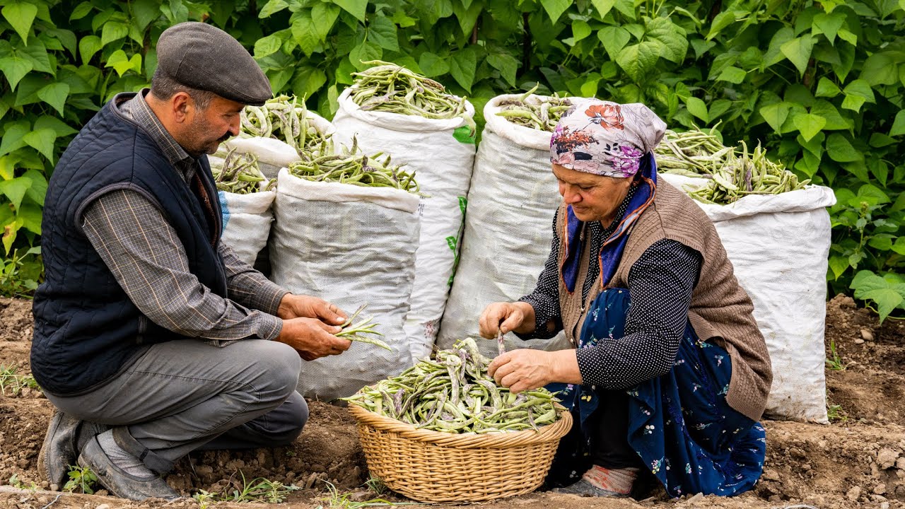 Old Way To Store Green Beans For 1 Year It s Better Faster And You old-way-to-store-green-beans-for-1-year-it-s-better-faster-and-you