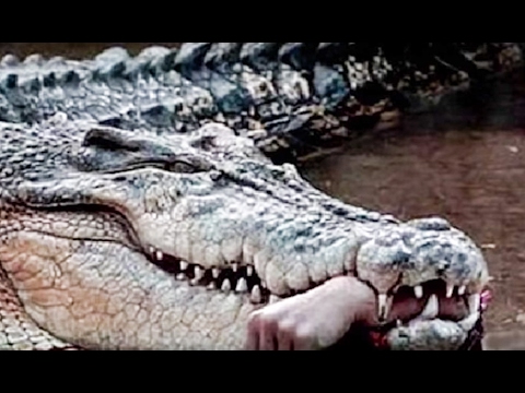 Eaten a Crocodile - YouTube