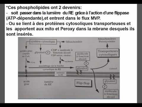 Vidéo: Une Source D'énergie Alternative A été Trouvée Dans Le Noyau Cellulaire - Vue Alternative