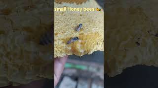 HoneyBee nest #honey #bees #purehoney #naturalhoney #mangotree